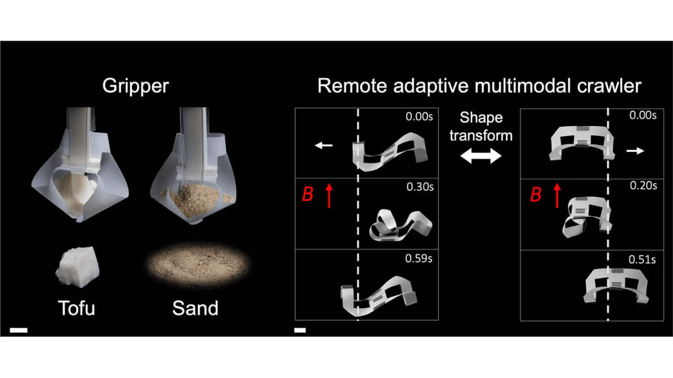 The image is a scientific figure illustrating a remote adaptive multimodal crawler and gripper system. On the left, under the heading "Gripper," two panels show a soft, translucent robotic gripper holding different materials. The left panel shows the gripper securely holding a piece of Tofu (solid object). A small, white piece of tofu is also shown below it. The right panel shows the gripper holding a granular material resembling Sand. A pile of sand is also shown below it. Scale bars are visible at the bottom left of this section. On the right, under the heading "Remote adaptive multimodal crawler," two columns of panels illustrate the crawler's motion and shape transformation. A double-headed arrow labeled "Shape transform" separates the two columns. In both columns, the magnetic field (B) direction is indicated by a red arrow pointing upwards. Time stamps in seconds (s) are provided for each step. The left column shows the crawler in a wave-like or serpentine shape, demonstrating a crawling motion to the left. 0.00s: The crawler is in an elongated, S-curve shape. A white arrow indicates movement to the left. 0.30s: The shape has changed, pulling the body forward. 0.59s: The crawler is further elongated and has moved to the left. The right column shows the crawler in a C-shaped or inchworm-like shape, demonstrating a different crawling motion to the right. 0.00s: The crawler is in an arched, C-like shape. A white arrow indicates movement to the right. 0.20s: The shape has changed, pulling the body forward. 0.51s: The crawler has moved further to the right. Small scale bars are also visible at the bottom of the right section. The figure demonstrates the multifunctional capabilities of the soft robotic system, which can act as a gripper for different material types (solid and granular) and as a crawler that can change its shape and mode of locomotion in response to an external magnetic field.